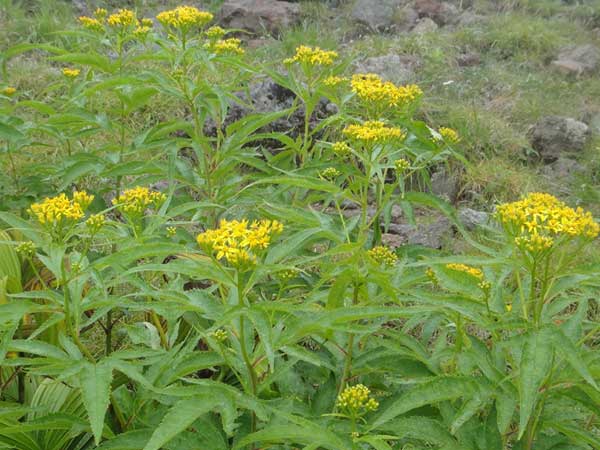 �n���S���\�E