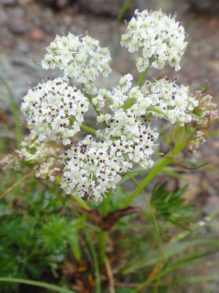 �V���l�j���W��