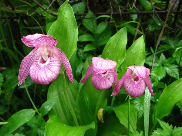 �A�c�����\�E